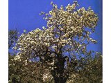 The wild pear tree has white blossom in spring and delicious fruit in summer.